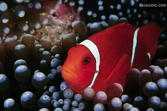 透红小丑鱼