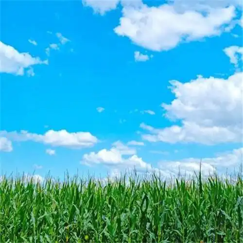 唯美小清新风景头像