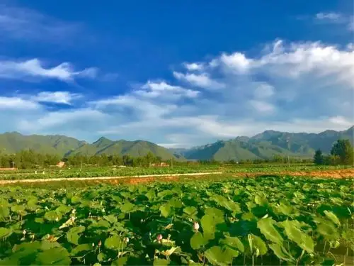 近期来高塘镇看荷花的注意了!