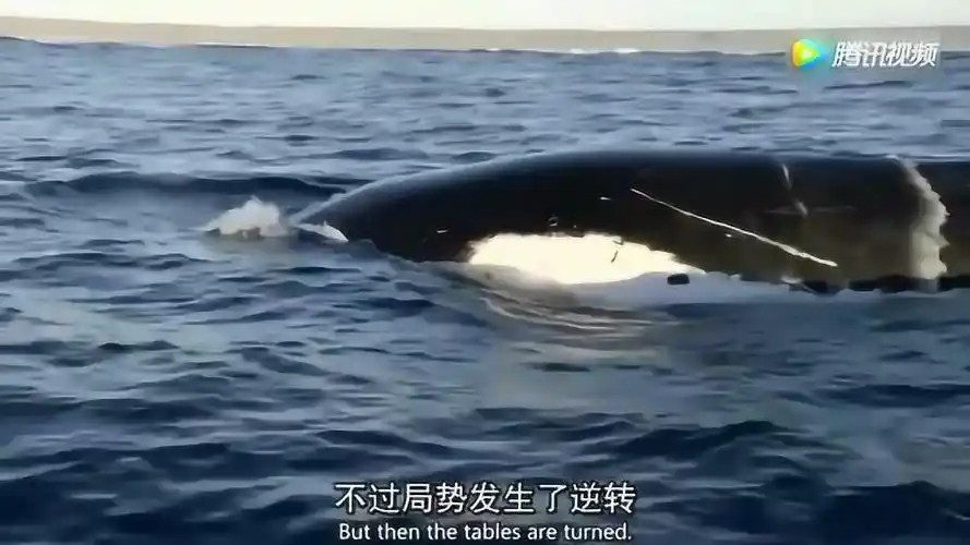 实拍虎鲸追捕座头鲸一番较量后小座头鲸被杀死