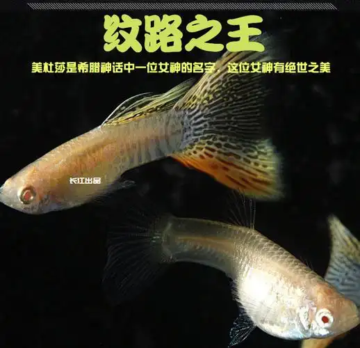 美杜莎孔雀鱼黄蕾丝纹路之王精品活体观赏鱼热带鱼鱼