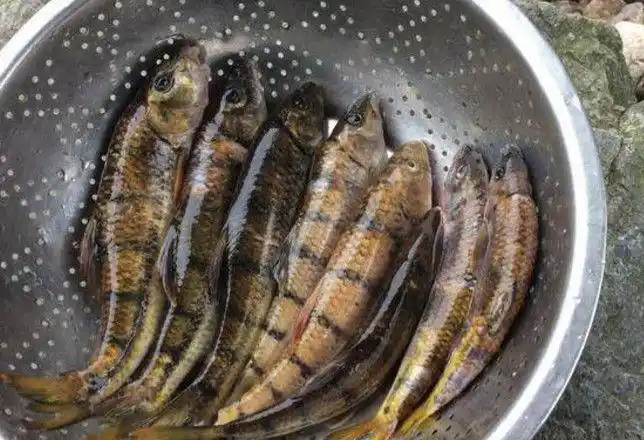 男子山里玩耍,在小河里发现了一种鱼,这种鱼在市场有钱也买不到