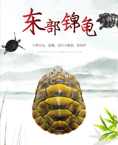东锦龟苗小乌龟活物深水龟红腹黄腹圆澳龟西部锦龟招财宠物观赏龟