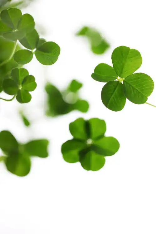 特写,白天,白色背景,正面,自由,叶子,许多,绿叶,四叶草,很多,幸运草