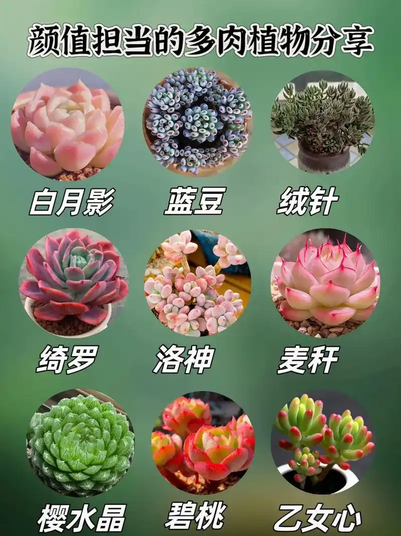 花友们,可爱的多肉植物,也是我的最爱植物分享给大家,品种丰富