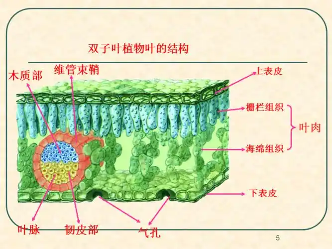 双子叶植物叶的构造ppt课件