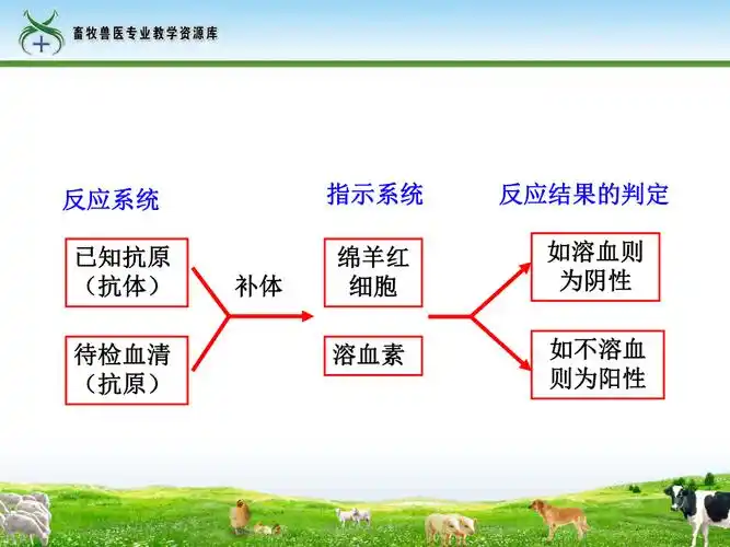 补体结合试验_第4页