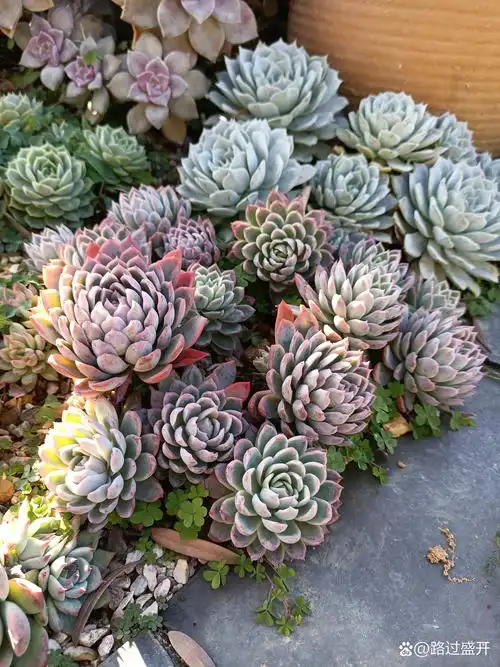 多肉:紫罗兰女王,天气越冷,颜色越紫! ——20240103