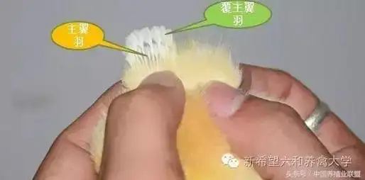 教你一招,鉴别小鸡公母!