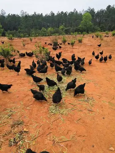纯生态养殖五黑鸡绿壳土鸡蛋