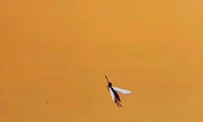 假如蚊子都死光了