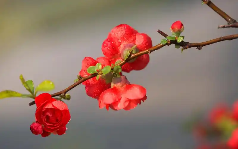 唯美娇艳海棠花图片电脑壁纸