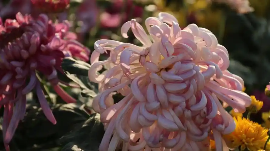 秋日盛开的菊花摄影高清桌面壁纸