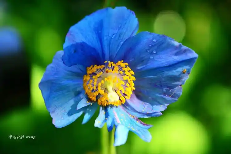 蓝色罂粟花blue poppy