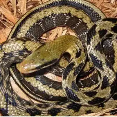 黑眉锦蛇,是较常见的无毒蛇,对环境的适应力强,无论是在高温的热带