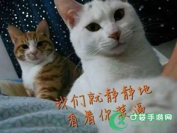 抖音三只猫点头表情包动图
