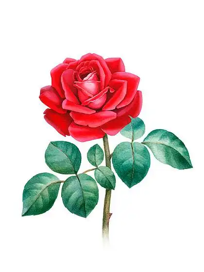 水彩插图的一朵玫瑰花
