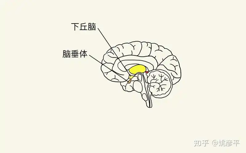 神经系统和内分泌系统的中心-下丘脑脑垂体是人体最重要的内分泌腺,是