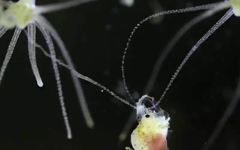 微生物看似平静的池塘水中无时无刻不进行着生死之战熟肉大通盛道字幕