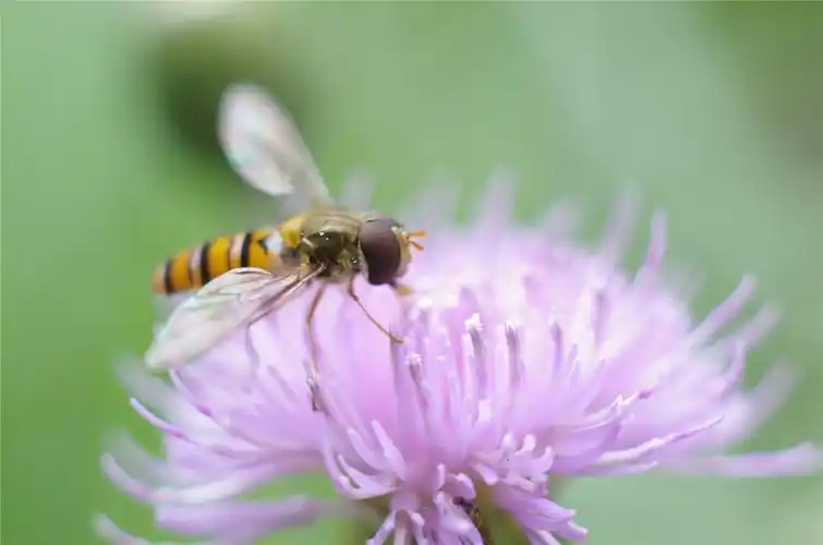 7手动头 近摄接环拍出的赤眼蜂