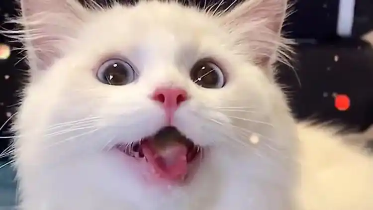 挑战全网笑容最治愈的布偶猫!