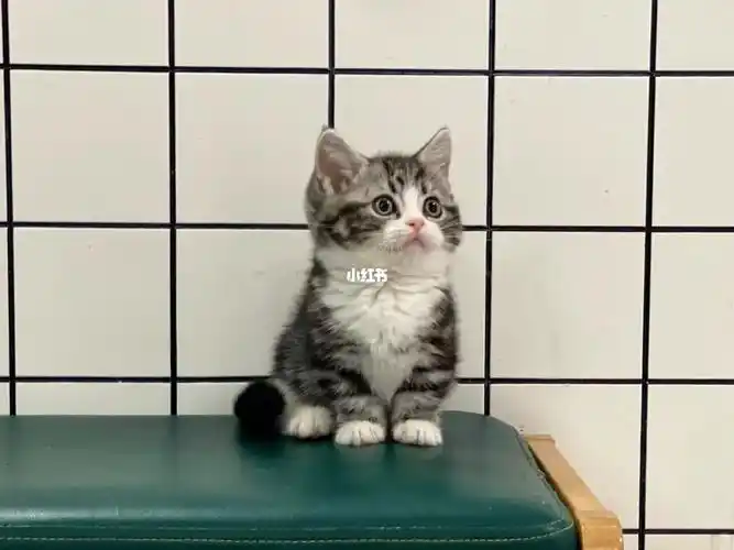 美短起司小短腿矮脚猫曼基康