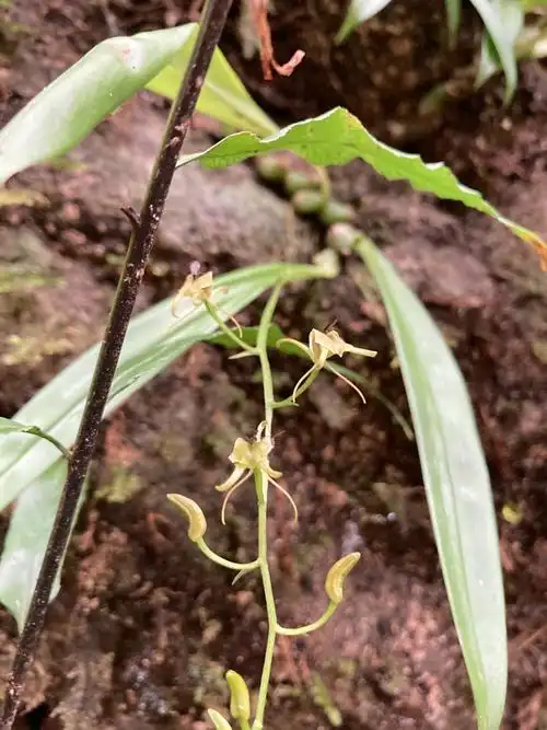 江西上犹五指峰国家森林公园镰翅羊耳蒜国家重点保护野生植物