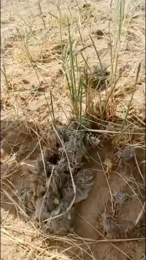 发现一窝小野兔,非常的可爱,整齐的卧在一起!