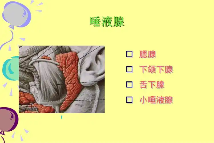 口腔学唾液腺常见疾病及颌面部神经疾患