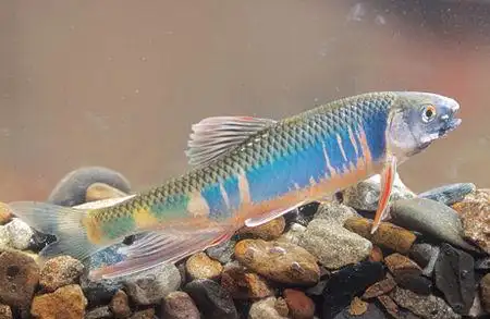 为    平颌鱲    zacco platypus (宽鳍鱲),俗称 溪哥,桃花鱼,双尾鱼