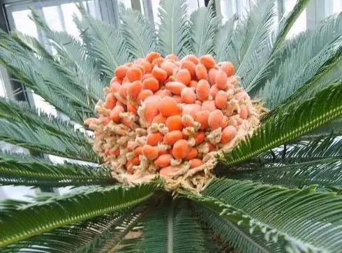 铁树果的功效与作用_美健品招商网