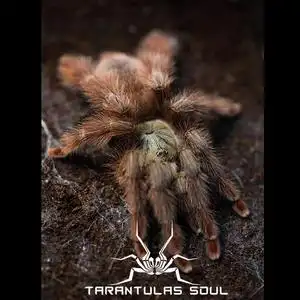 圭亚那红树食鸟蛛足展1.5-2厘米毛茸茸亮丽男短女海涅色绯红裙