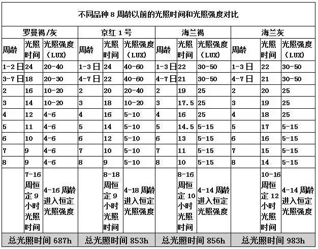 表6:不同品种8周龄前的光照强度和光照时间对比不同品种的不同日龄的
