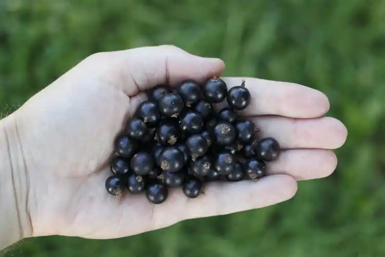 currant,black,hand,handful,black currant,healthy,health