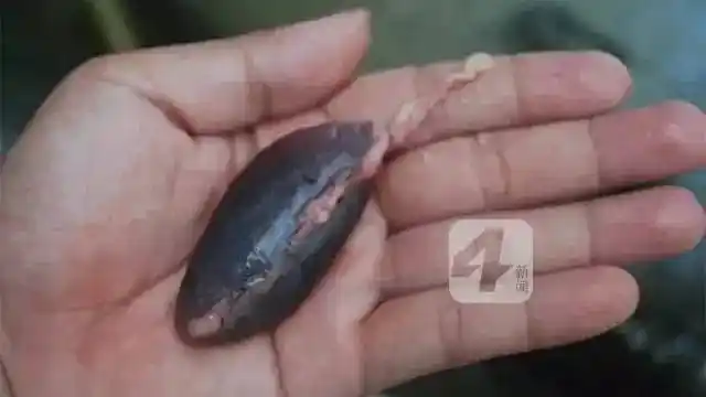 揭西人夏天常喝这种汤!