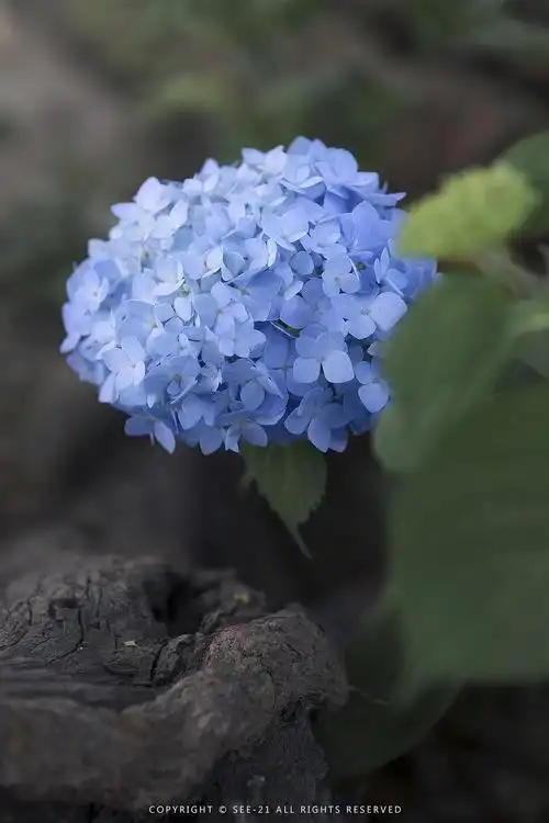 初夏的颜色67676767无尽夏