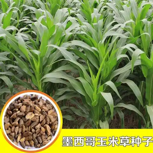 牧草种子墨西哥玉米草种子阔叶大刍草畜禽牧草籽猪牛羊鸡鸭鹅鱼兔