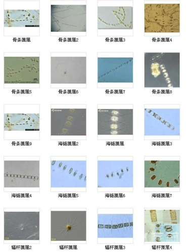 藻类图谱大全