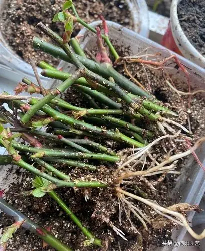 月季扦插(月季花扦插时间和方法)