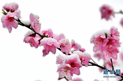 三月飞雪 桃花傲放