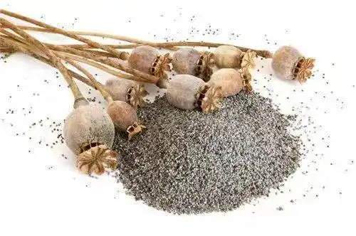 井陉三女两男非法种植罂粟(大烟)被抓|毒品_网易订阅