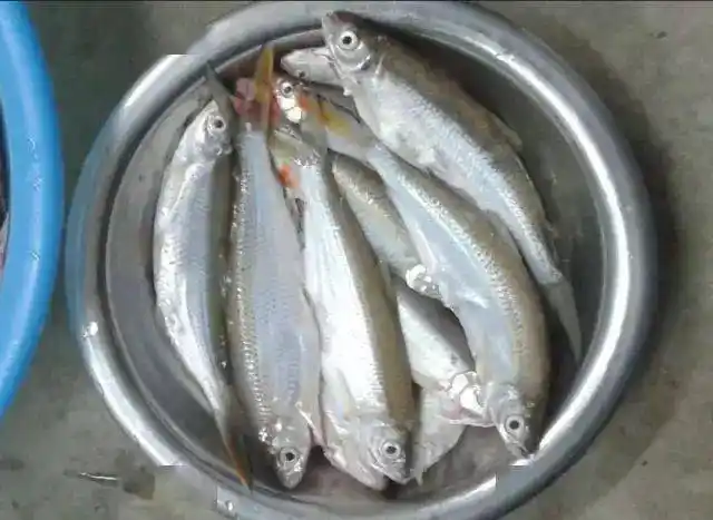 这里的鱼多得没人钓被它们奇怪的外表所吸引