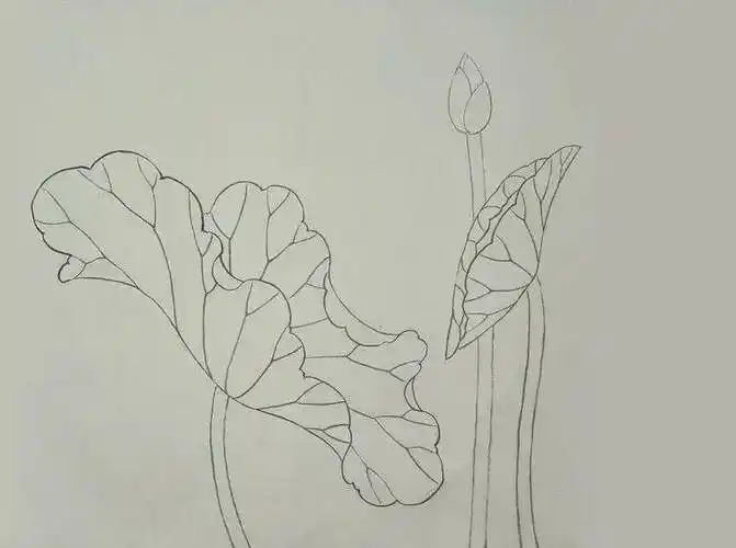 【国画教程】工笔《新荷》画法_荷叶