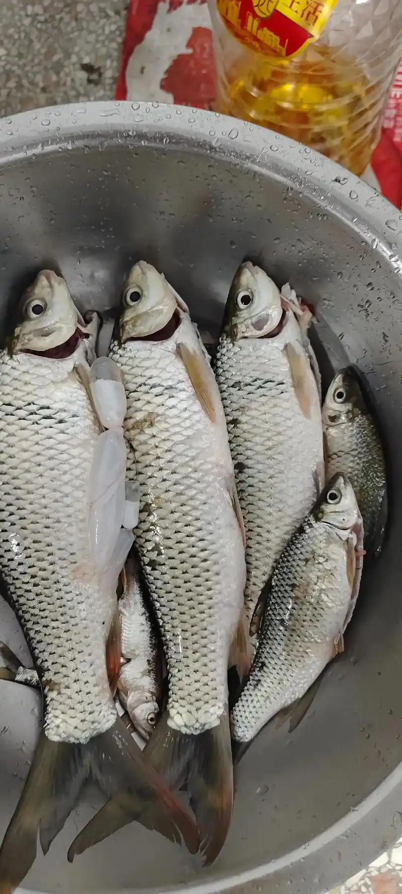 最新鲜的鱼 #野生鲫鱼真实图片大全 #自己动手丰衣足食的家 - 抖音