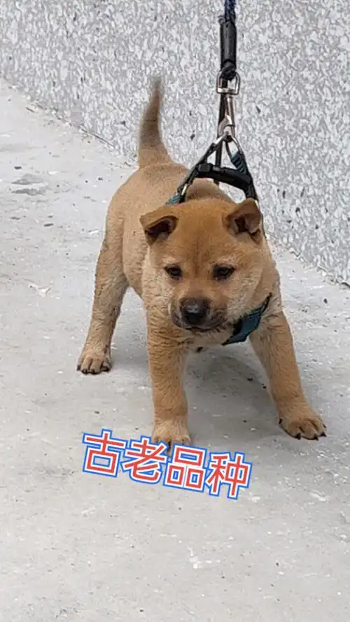 家有萌宠#五短身材的全黑舌广西藤狗