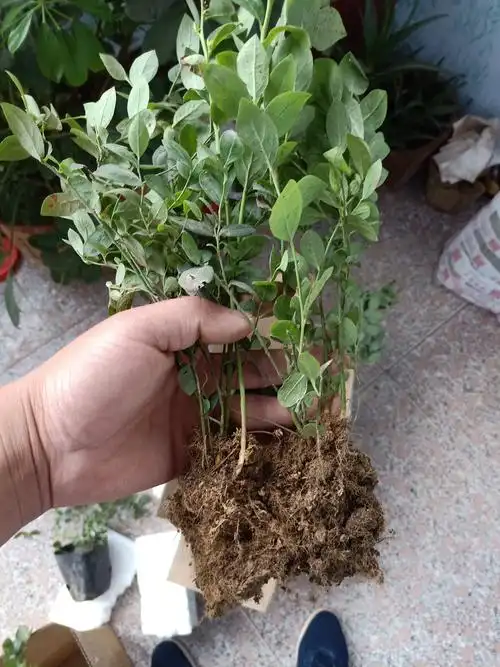 哪里出售蓝丰蓝莓苗 三年蓝莓苗几年结果 三年蓝莓苗多少钱一棵