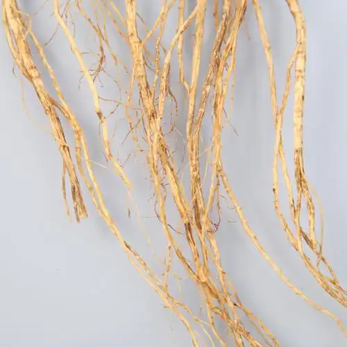 阳参特大野山稀有精参单支重量40克以上灵参山参