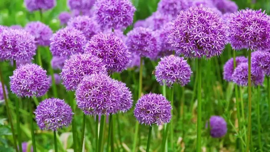 紫色洋葱花,春天 iphone 桌布