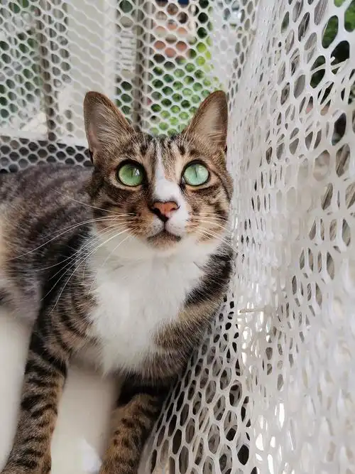 【讨论】我家绿眼睛的狸花