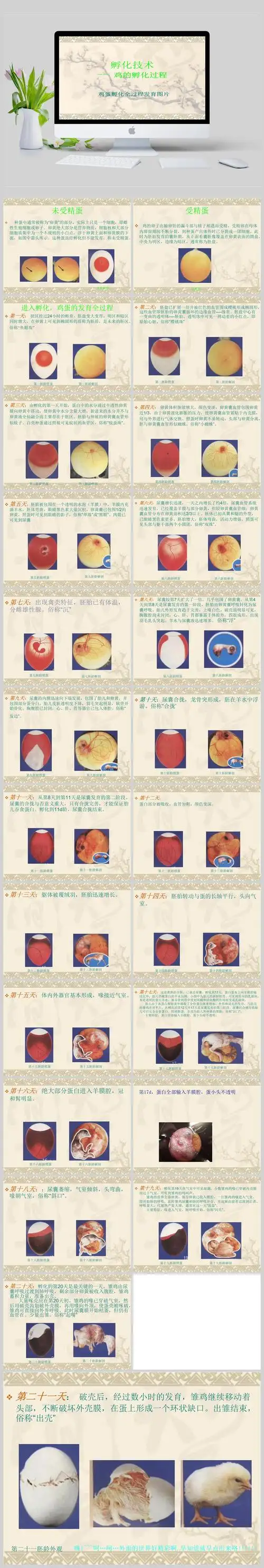 孵化技术--鸡孵化过程ppt